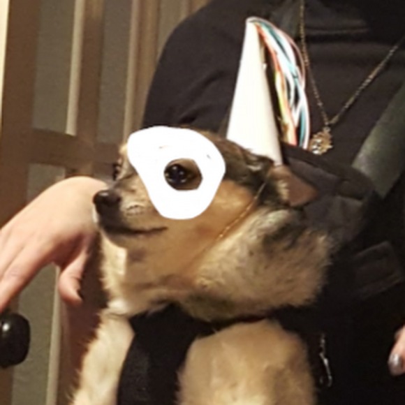 foxinsocksinbox
